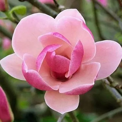 Магнолия РУСТИКА РУМБА в Королеве