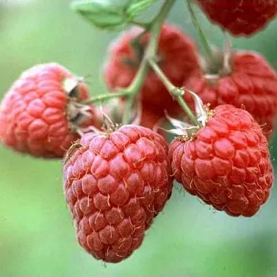 Малина ХЕРИТЕЙДЖ  Малина ХЕРИТЕЙДЖ в Королеве