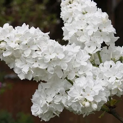 Сирень ФЛОРА  Сирень ФЛОРА в Королеве