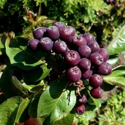 Рябина ЛИКЁРНАЯ сладкоплодная — описание сорта Рябина ЛИКЁРНАЯ сладкоплодная в Королеве