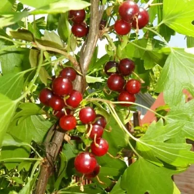 Смородина золотистая ВИШНЕВАЯ  Смородина золотистая ВИШНЕВАЯ в Королеве