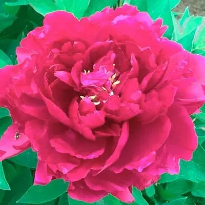 Пион ОСТРОВНОЙ МИНИСТР древовидный в Королеве