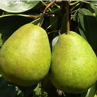 Груша ЛАГОДНАЯ  Груша ЛАГОДНАЯ в Королеве