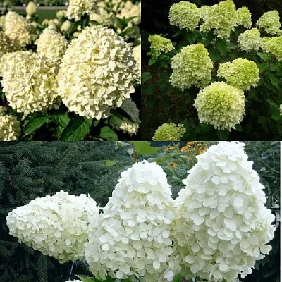 Комплект НЕЖНЫЙ КАПУЧИНО в Королеве