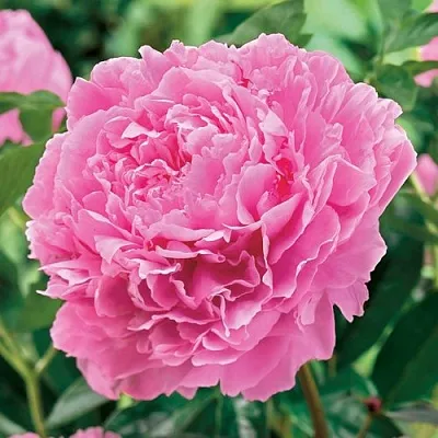 Пион МИСС ЭКХАРТ травянистый  Пион МИСС ЭКХАРТ травянистый в Королеве