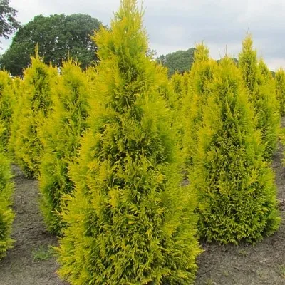 Туя САНКИСТ западная  Туя САНКИСТ западная в Королеве
