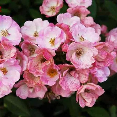 Саженцы роз АЛДЕН БИЗЕН мускусная в Королеве