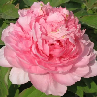 Пион ИМПЕРАТОРСКАЯ НАЛОЖНИЦА древовидный в Королеве