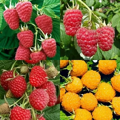 Комплект МАЛИНОВОЕ АССОРТИ в Королеве