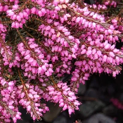 Эрика СТИНКЕ дарленская  Эрика СТИНКЕ дарленская в Королеве