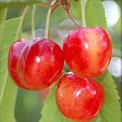 Черешня МЕДУНИЦА  Черешня МЕДУНИЦА в Королеве