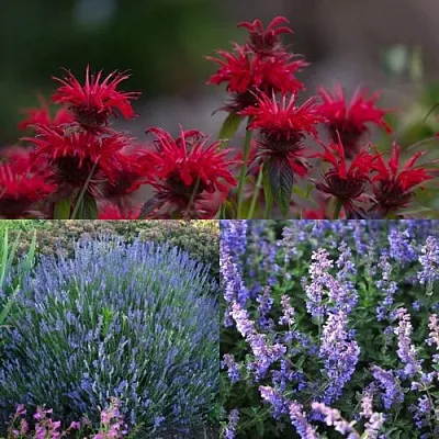 Комплект АРОМАТНЫЙ ЧАЙ в Королеве