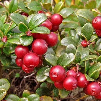 Брусника садовая АМЕРЛАНД в Королеве