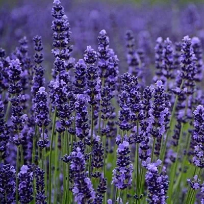 Лаванда МАНСТЕД узколистная  Лаванда МАНСТЕД узколистная в Королеве