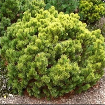 Ель ДАНС ДВАРФ обыкновення  Ель ДАНС ДВАРФ обыкновення в Королеве