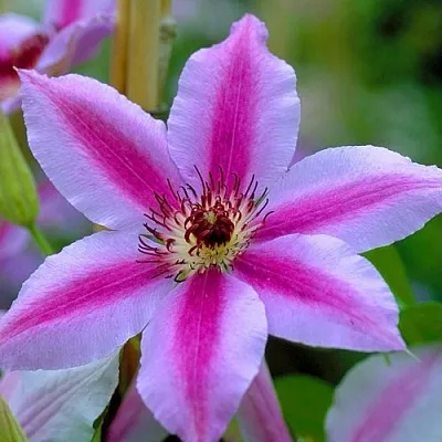 Клематис НЕЛЛИ МОЗЕР  Клематис НЕЛЛИ МОЗЕР в Королеве