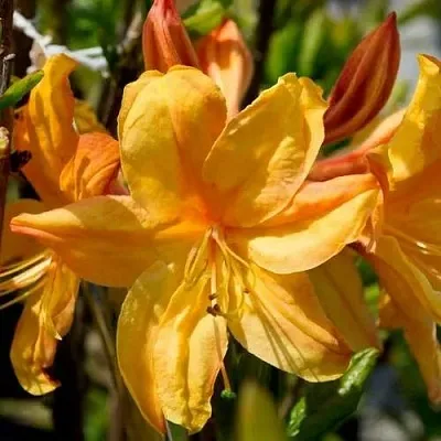 Азалия ГОЛДЕН ЛАЙТС листопадная  Азалия ГОЛДЕН ЛАЙТС листопадная в Королеве