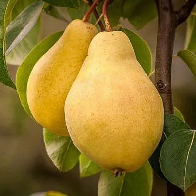 Осенние сорта в Королеве