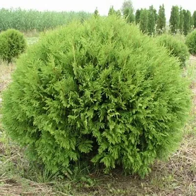 Туя ГЛОБОЗА западная в Королеве