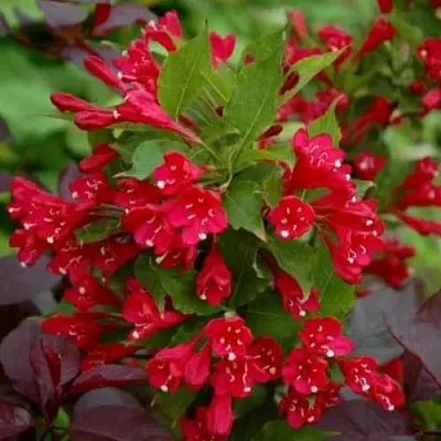 Вейгела РЕД ПРИНЦ  Вейгела РЕД ПРИНЦ в Королеве