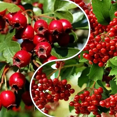 Комплект БУДЬ ЗДОРОВ в Королеве