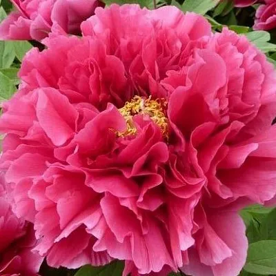 Пион КОРОЛЕВСКИЙ ЦВЕТОК древовидный в Королеве