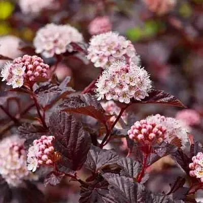 Пузыреплодник АНДРЕ   Пузыреплодник АНДРЕ  в Королеве