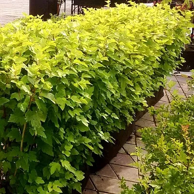 Комплект АНГЕЛ ГОЛД в Королеве