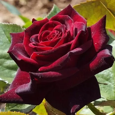 Саженцы роз БЛЭК БАККАРА чайно-гибридная в Королеве