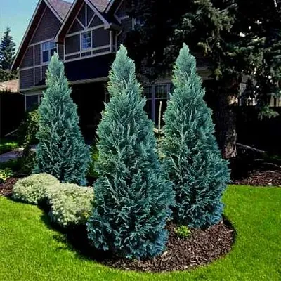 Кипарисовик ВАН ПЕЛЬТС БЛЮ лавсона  Кипарисовик ВАН ПЕЛЬТС БЛЮ лавсона в Королеве