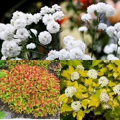 Комплект СОЛНЕЧНЫЙ МИКС в Королеве