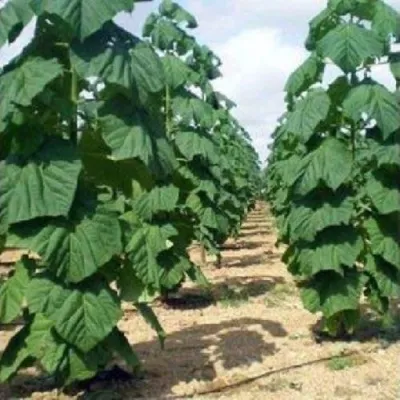 Павлония ПАО ТОГН Z07 в Королеве