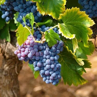 Виноград ЗИЛГА  Виноград ЗИЛГА в Королеве