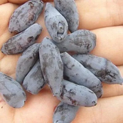 Жимолость съедобная ЧУЛЫМСКАЯ в Королеве