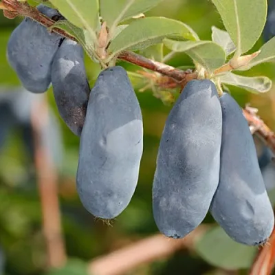 Жимолость съедобная СИНИЙ УТЕС в Королеве