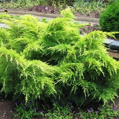 Можжевельник ГОЛД КОСТ средний в Королеве