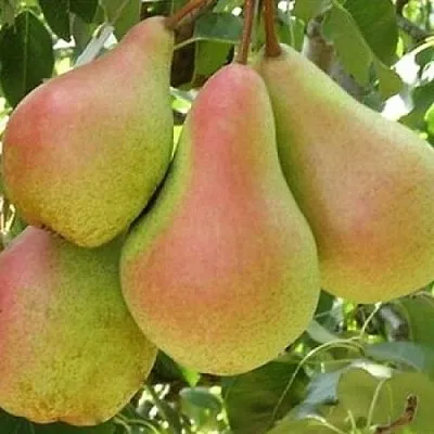 Груша ЛЕСНАЯ КРАСАВИЦА  Груша ЛЕСНАЯ КРАСАВИЦА в Королеве