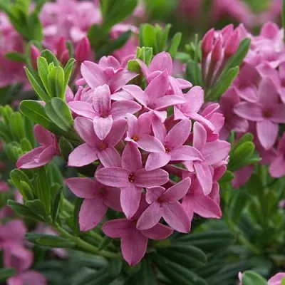 Волчеягодник КОЛЛИНА ГАРАЛЕНС  Волчеягодник КОЛЛИНА ГАРАЛЕНС в Королеве