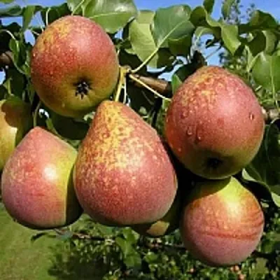 Груша МРАМОРНАЯ  Груша МРАМОРНАЯ в Королеве