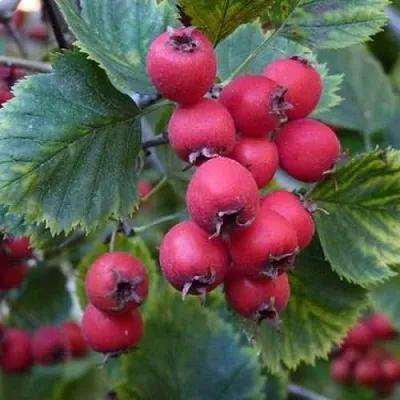 Боярышник АРНОЛЬДА  Боярышник АРНОЛЬДА в Королеве