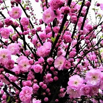 Миндаль в Королеве