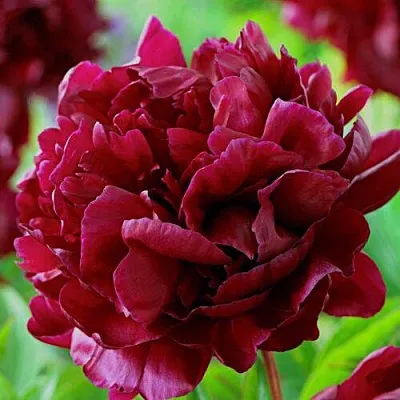 Пион АРМАНИ травянистый  Пион АРМАНИ травянистый в Королеве