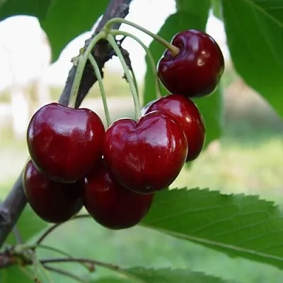 Черешня СТЕЛЛА  Черешня СТЕЛЛА в Королеве