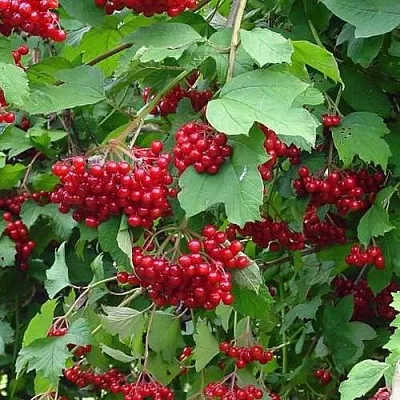 Калина КОМПАКТУМ  Калина КОМПАКТУМ в Королеве