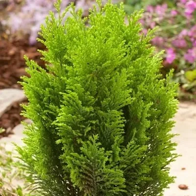 Кипарисовик ЭЛВУДИ ГОЛД лавсона  Кипарисовик ЭЛВУДИ ГОЛД лавсона в Королеве