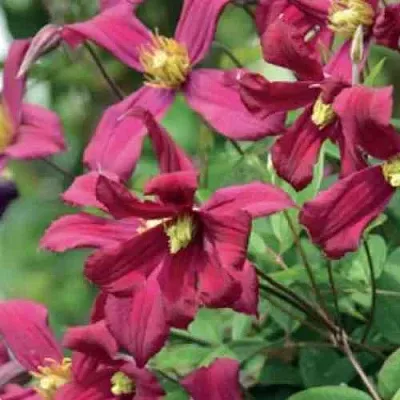 Клематис СТРОУБЕРРИ ФИЛДС  Клематис СТРОУБЕРРИ ФИЛДС в Королеве