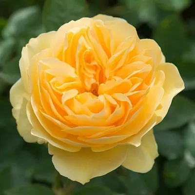 Саженцы роз ГРЕХАМ ТОМАС английская  Саженцы роз ГРЕХАМ ТОМАС английская в Королеве