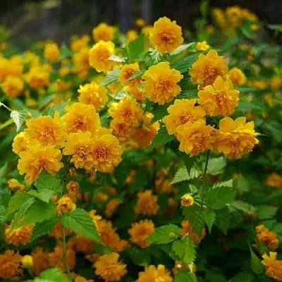 Керрия японская ПЛЕНИФЛОРА  Керрия японская ПЛЕНИФЛОРА в Королеве