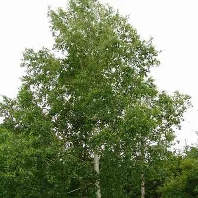 Береза бородавчатая  Береза бородавчатая в Королеве