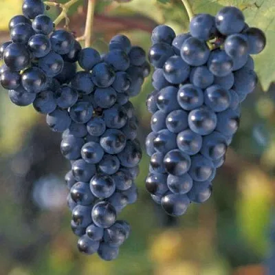 Виноград МАРКЕТТ в Королеве